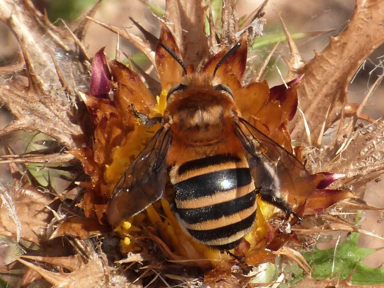 Amegilla sp. posata su carlina